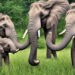 Elefantgræs: Den grønne revolution inden for bioplastik