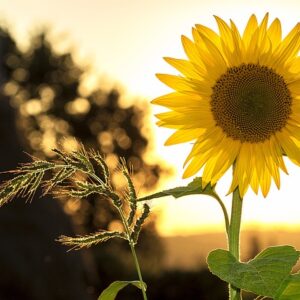 Kunstige blomster til bryllupsdekoration: En smuk og budgetvenlig mulighed
